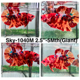 Live Male Betta Red Orange Nemo Fire Giants Plakat (Sky-1040)S204 High quality what you see what you get!!