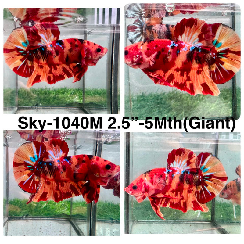 Live Male Betta Red Orange Nemo Fire Giants Plakat (Sky-1040) High quality what you see what you get!!