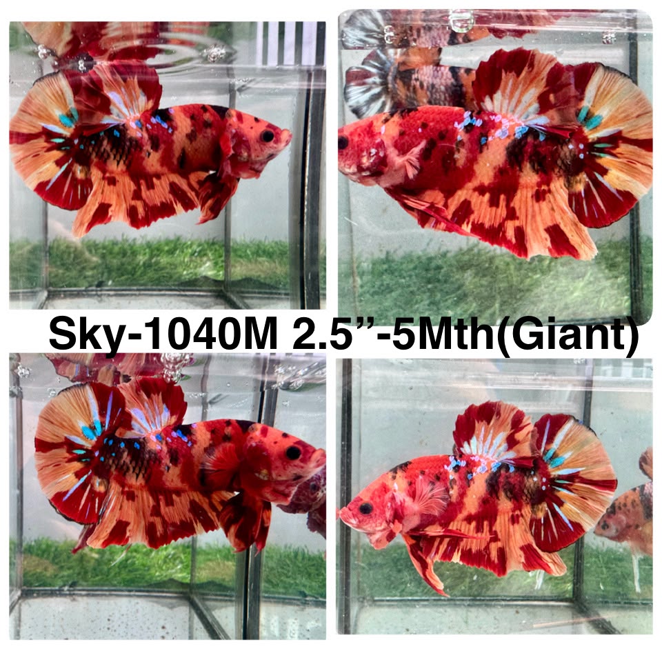 Live Male Betta Red Orange Nemo Fire Giants Plakat (Sky-1040)S204 High quality what you see what you get!!
