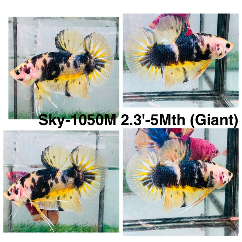 Live Male Betta Yellow Black Koi Giants Plakat (Sky-1050) High quality what you see what you get!!