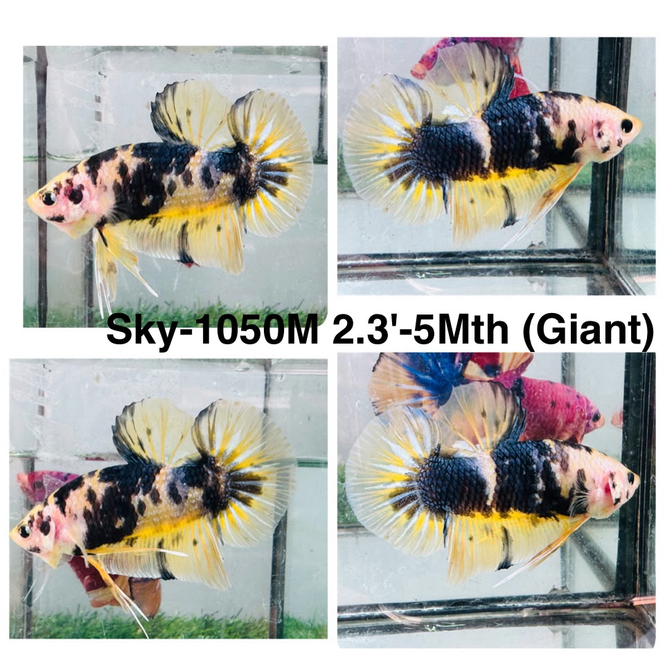 Live Male Betta Yellow Black Koi Giants Plakat (Sky-1050)S046 High quality what you see what you get!!