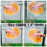 Live Male Betta Fancy Yellow Light colors Halfmoon  (Sky-1068)S031 High quality what you see what you get!!