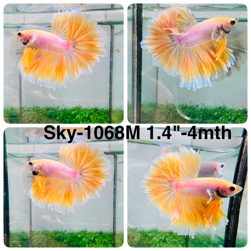Live Male Betta Fancy Yellow Light colors Halfmoon  (Sky-1068) High quality what you see what you get!!