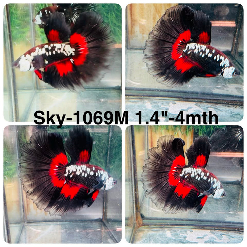 Live Male Betta Black Red Samurai Halfmoon (Sky-1069) High quality what you see what you get!!
