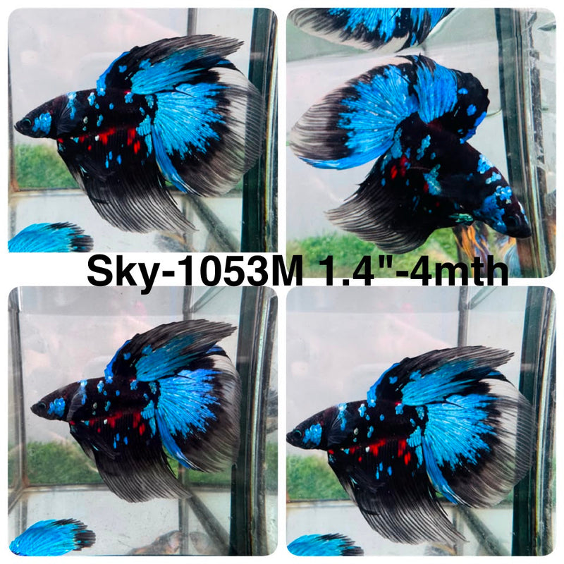 Live Male Betta Blue Black Galaxy Avatar Super Delta (Sky-1053) High quality what you see what you get!!