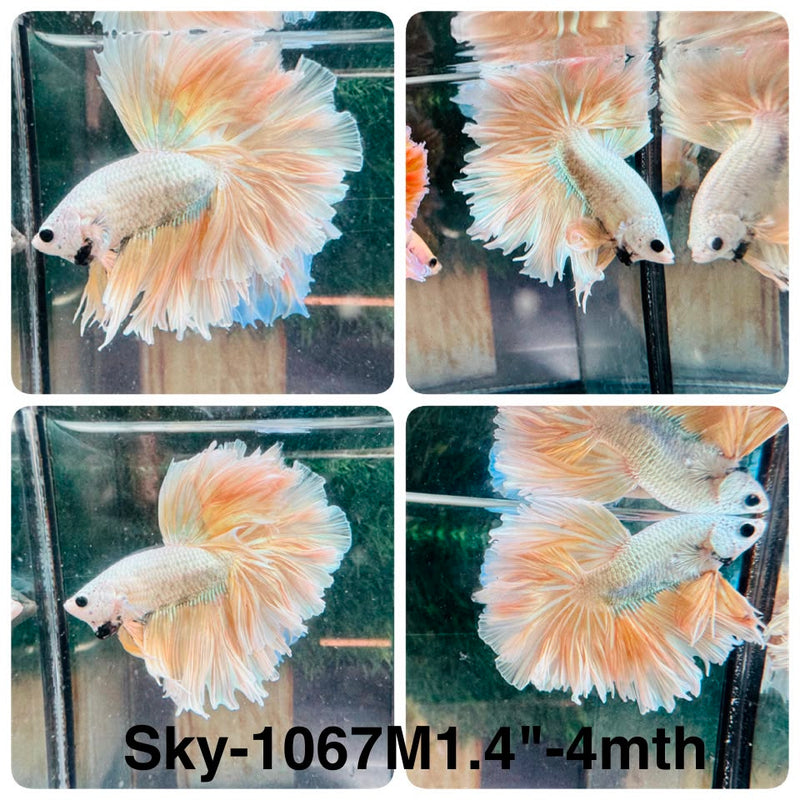 Live Male Betta Fancy Yellow Light colors Halfmoon Rosetail (Sky-1067) High quality what you see what you get!!