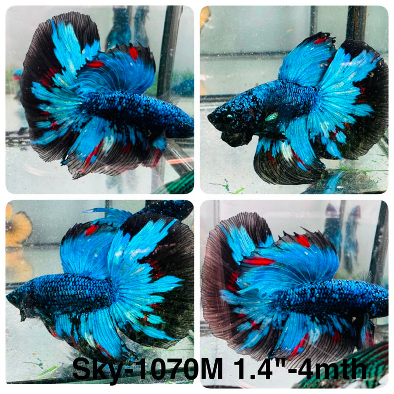 Live Male Betta Blue Black Galaxy Avatar Halfmoon (Sky-1070) High quality what you see what you get!!