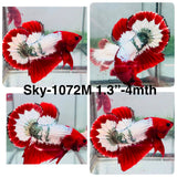 Live Male Betta Fancy Red Hellboy Startail Plakat (Sky-1072)S232 High quality what you see what you get!!