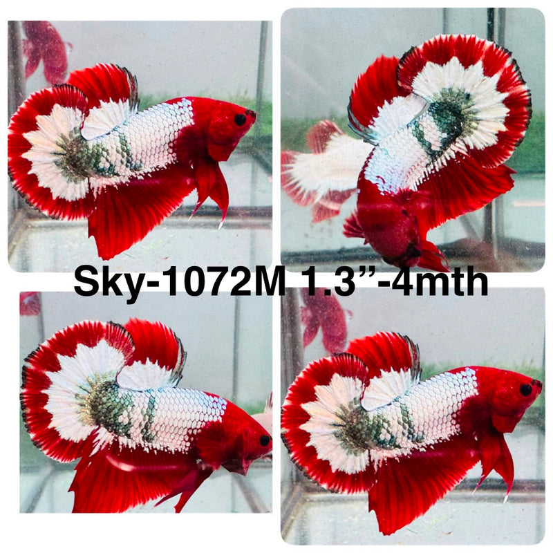 Live Male Betta Fancy Red Hellboy Startail Plakat (Sky-1072) High quality what you see what you get!!