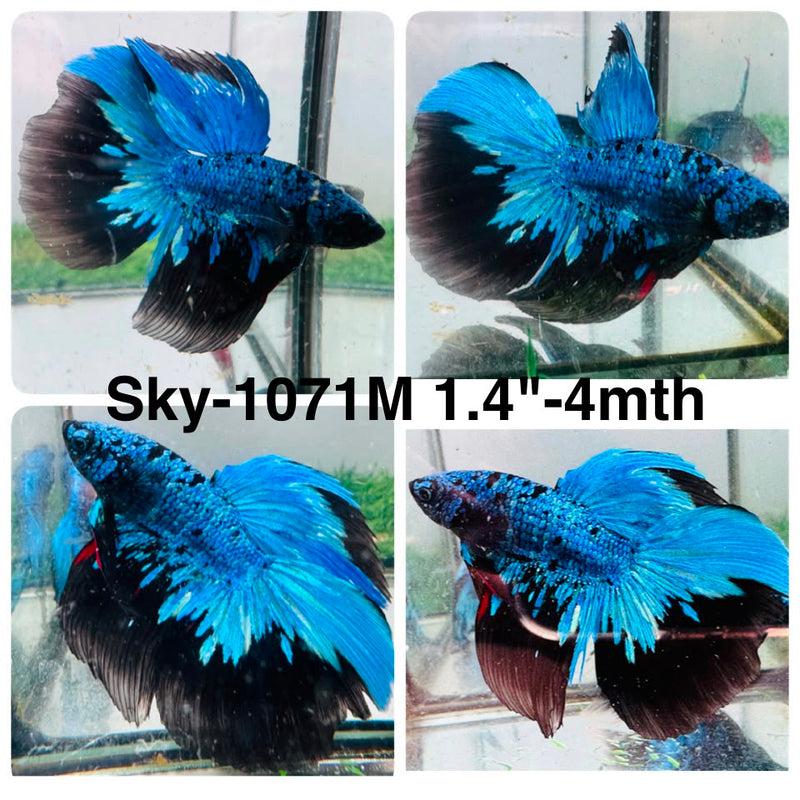 Live Male Betta Blue Black Galaxy Avatar Halfmoon (Sky-1071) High quality what you see what you get!!