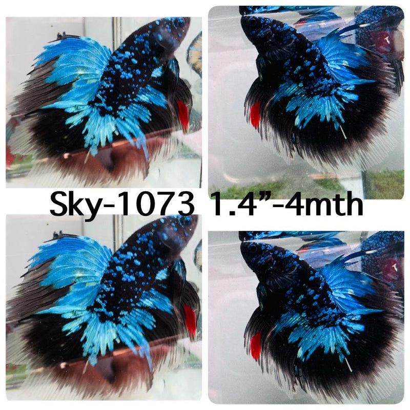 Live Male Betta Blue Black Galaxy Avatar Halfmoon (Sky-1073) High quality what you see what you get!!