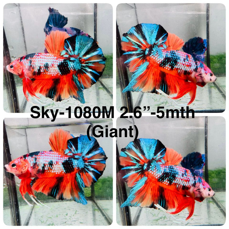 Live Male Betta Fancy Orange Koi Giants Plakat (Sky-1080) High quality What you see What you get!!