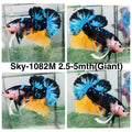 Live Male Betta Blue Black Yellow Galaxy Koi Giants Plakat (Sky-1082)S308 High quality What you see What you get!!