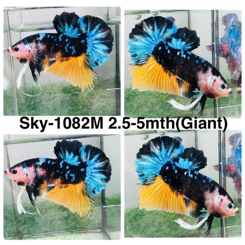 Live Male Betta Blue Black Yellow Galaxy Koi Giants Plakat (Sky-1082) High quality What you see What you get!!