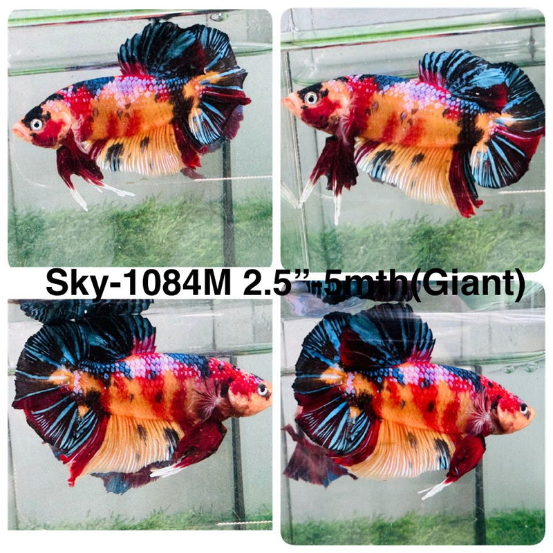 Live Male Betta Galaxy Koi Giants Plakat (Sky-1084) High quality What you see What you get!!