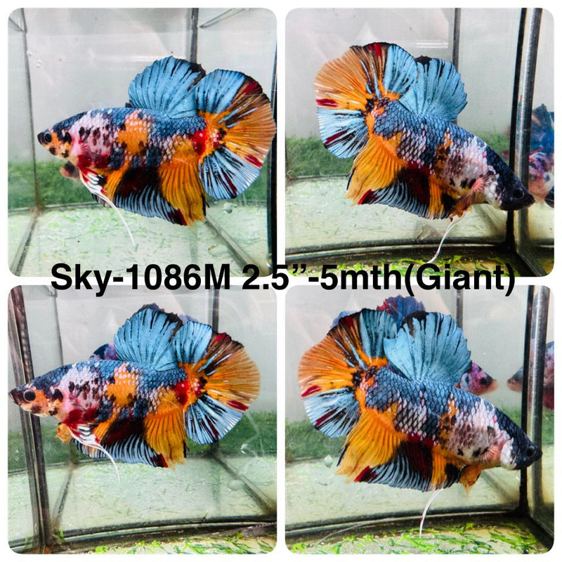 Live Male Betta Nemo Metallic Koi Giants Plakat (Sky-1086) High quality What you see What you get!!