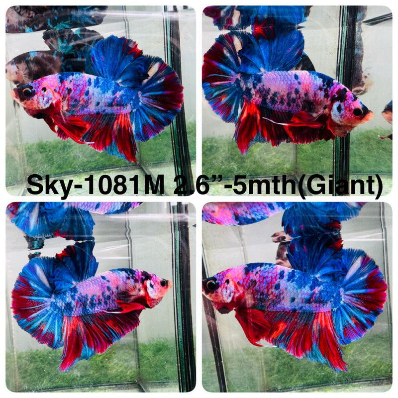 Live Male Betta Fancy Marble Giants Plakat (Sky-1081) High quality What you see What you get!!