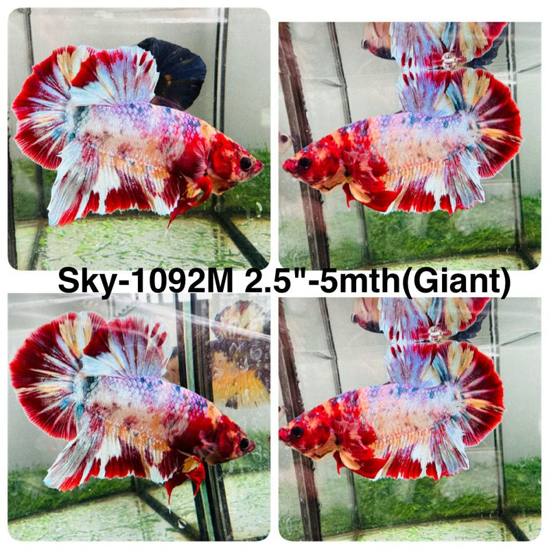 Live Male Betta Fancy Red Koi Giants Plakat (Sky-1092) High quality What you see What you get!!