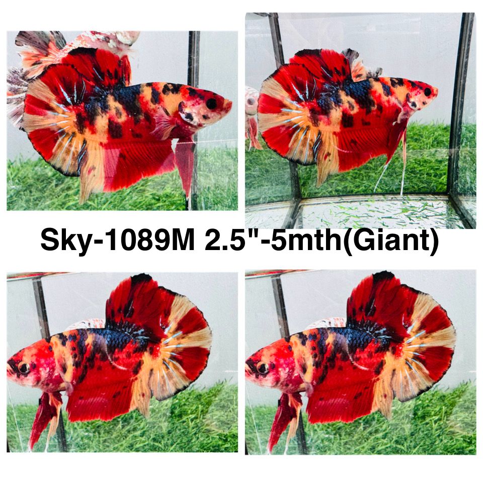 Live Male Betta Nemo Metallic Giants Plakat (Sky-1089)S373 High quality What you see What you get!!