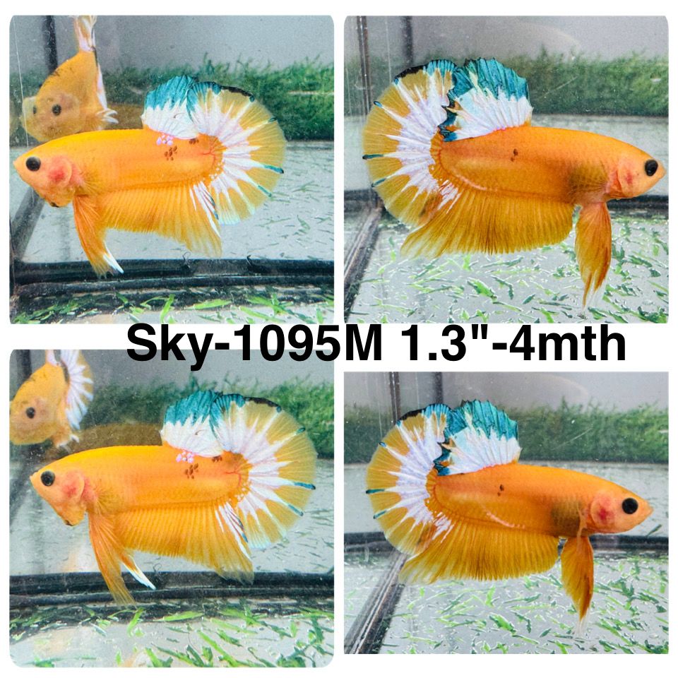 Live Male Betta Fancy Yellow Hellboy Startail Plakat (Sky-1095)S318 High quality What you see What you get!!