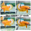 Live Male Betta Fancy Yellow Hellboy Startail Plakat (Sky-1095)S318 High quality What you see What you get!!