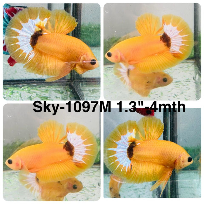 Live Male Betta Fancy Yellow Hellboy Startail Plakat (Sky-1097) High quality What you see What you get!!