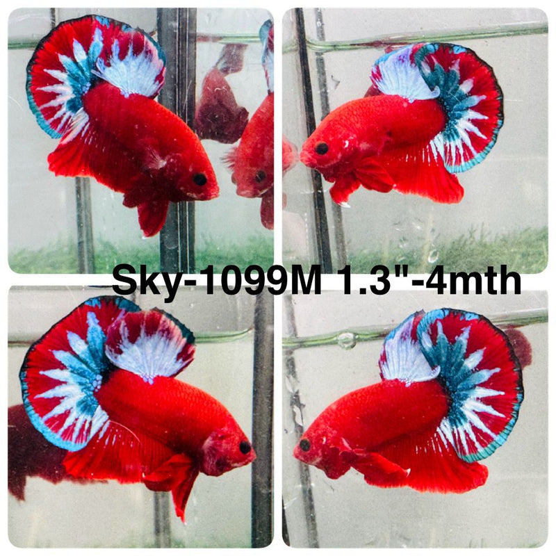 Live Male Betta Fancy Red Hellboy Startail Plakat (Sky-1099) High quality What you see What you get!!