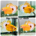 Live Male Betta Fancy Yellow Hellboy Startail Plakat (Sky-1093)S382 High quality What you see What you get!!