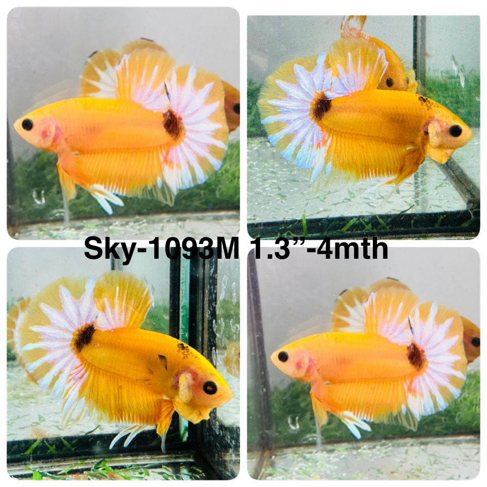 Live Male Betta Fancy Yellow Hellboy Startail Plakat (Sky-1093)S382 High quality What you see What you get!!