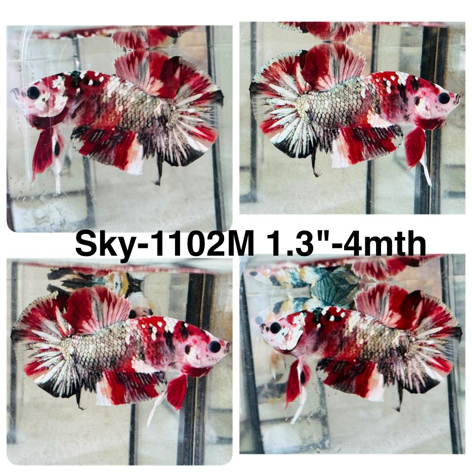Live Male Betta Red Galaxy Copper Koi Plakat (Sky-1102)S337 High quality what you see what you get!!