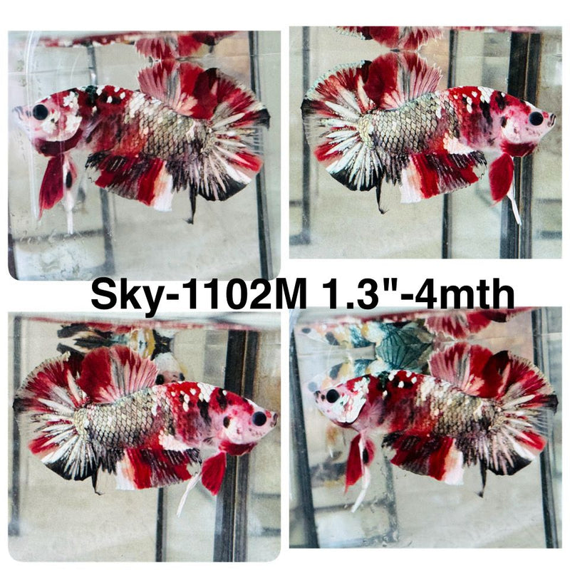 Live Male Betta Red Galaxy Copper Koi Plakat (Sky-1102) High quality what you see what you get!!