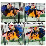 Live Male Betta Yellow Koi Giants Plakat (Sky-1087)S311 High quality What you see What you get!!