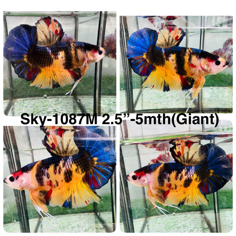 Live Male Betta Yellow Koi Giants Plakat (Sky-1087) High quality What you see What you get!!