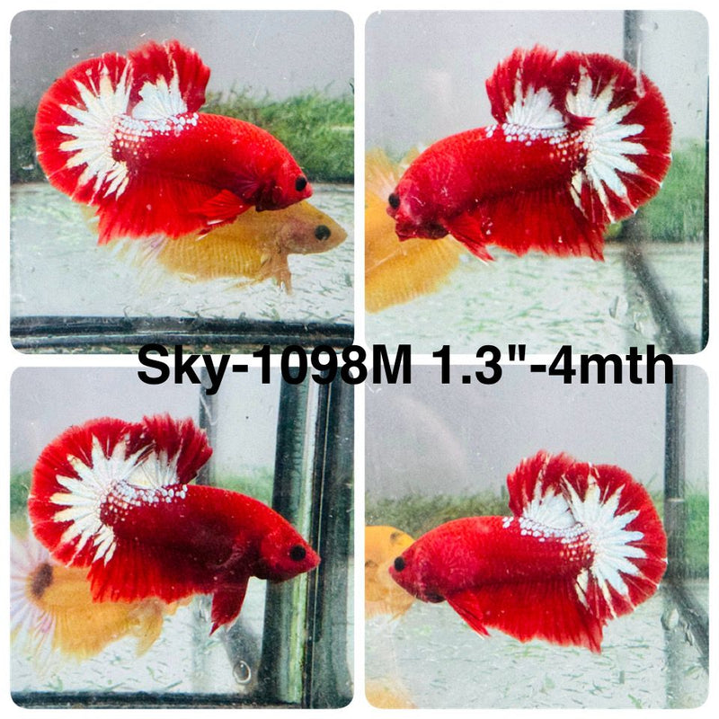 Live Male Betta Fancy Red Hellboy Startail Plakat (Sky-1098) High quality What you see What you get!!