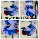 Live Male Betta Fancy Blue Grizzle Halfmoon Rosetail (Sky-1111)S011 High quality what you see what you get!!