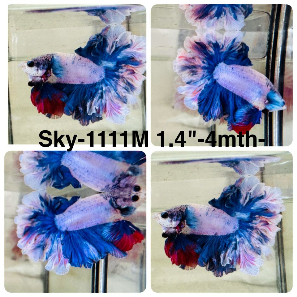 Live Male Betta Fancy Blue Grizzle Halfmoon Rosetail (Sky-1111)S011 High quality what you see what you get!!