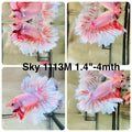 Live Male Betta Fancy Pink Sweet colors Halfmoon Rosetail (Sky-1113)S289 High quality what you see what you get!!