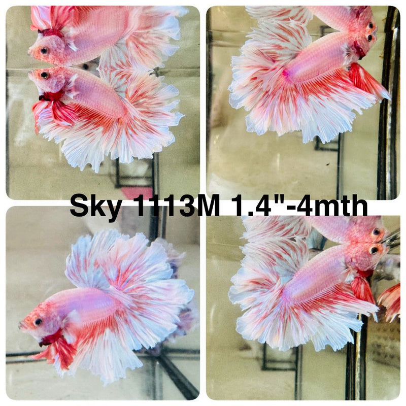 Live Male Betta Fancy Pink Sweet colors Halfmoon Rosetail (Sky-1113) High quality what you see what you get!!