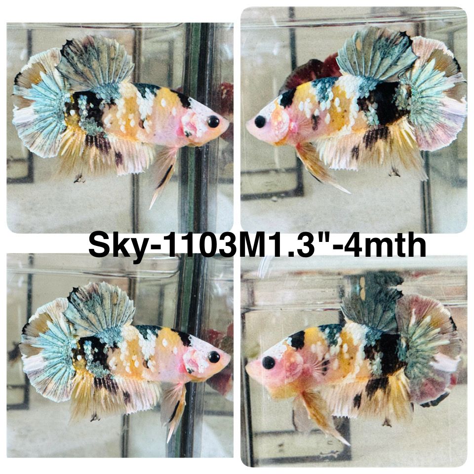 Live Male Betta Yellow Galaxy Copper Koi Plakat (Sky-1103)S338 High quality what you see what you get!!
