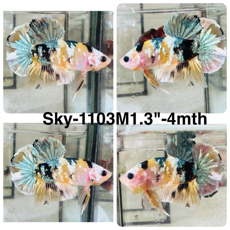 Live Male Betta Yellow Galaxy Copper Koi Plakat (Sky-1103) High quality what you see what you get!!