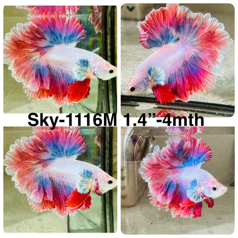 Live Male Betta Fancy Blue Pink Lavender Halfmoon Rosetail (Sky-1116) High quality What you see What you get!!