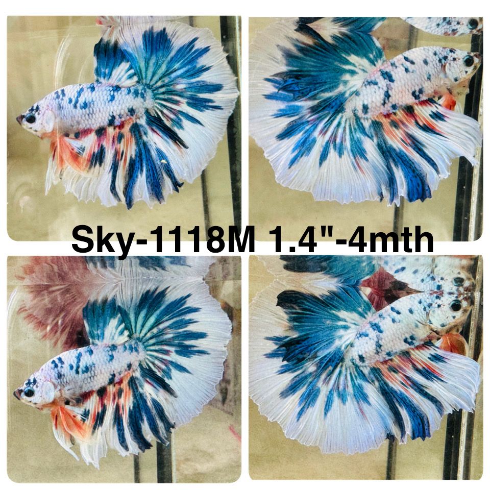 Live Male Betta Fancy Blue Marble Polkadot Halfmoon (Sky-1118)S299 High quality What you see What you get!!