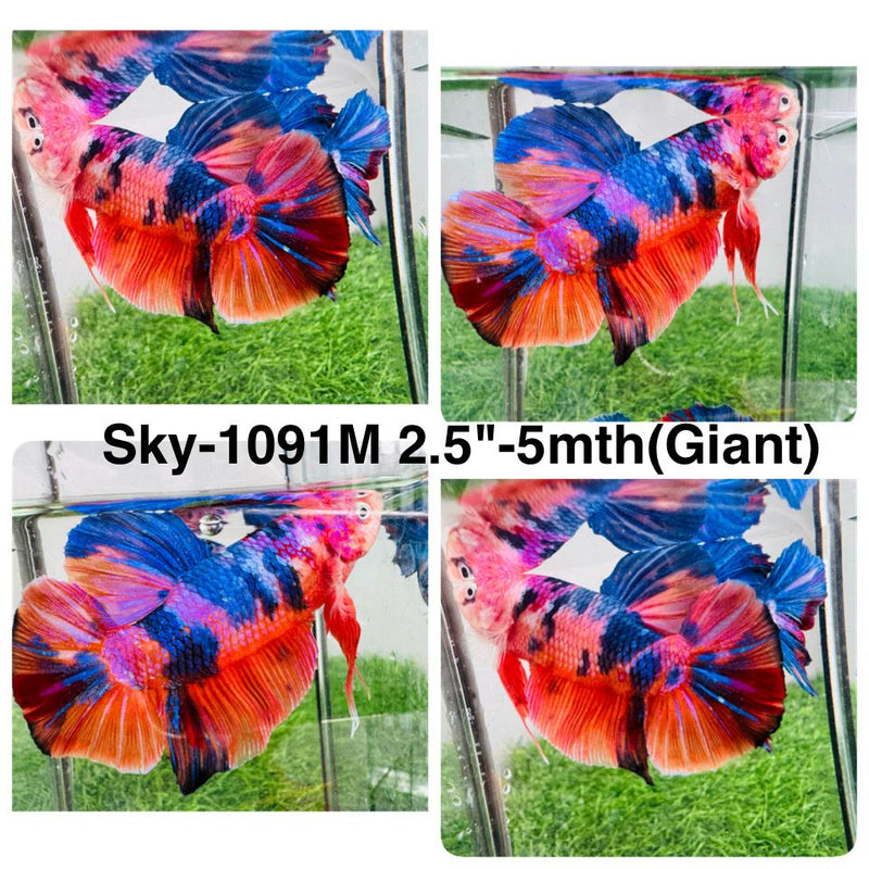 Live Male Betta Candy Sweet Koi Giants Plakat (Sky-1091) High quality What you see What you get!!