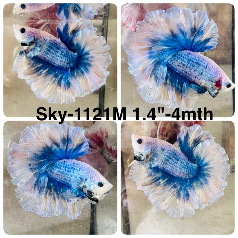 Live Male Betta Blue Grizzle Halfmoon Rosetail (Sky-1121) High quality What you see What you get!!