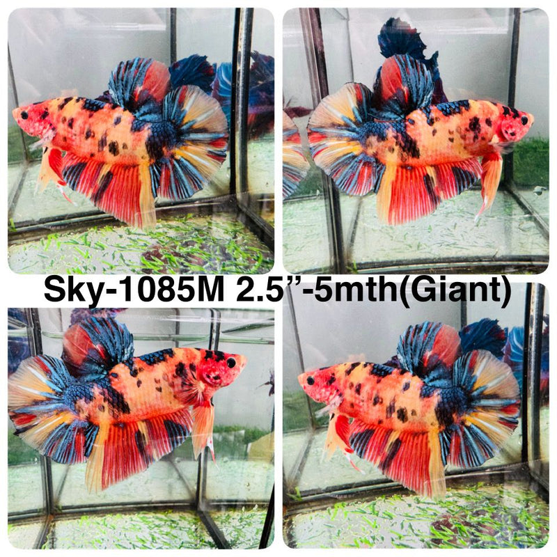 Live Male Betta Orange Metallic Koi Giants Plakat (Sky-1085) High quality What you see What you get!!