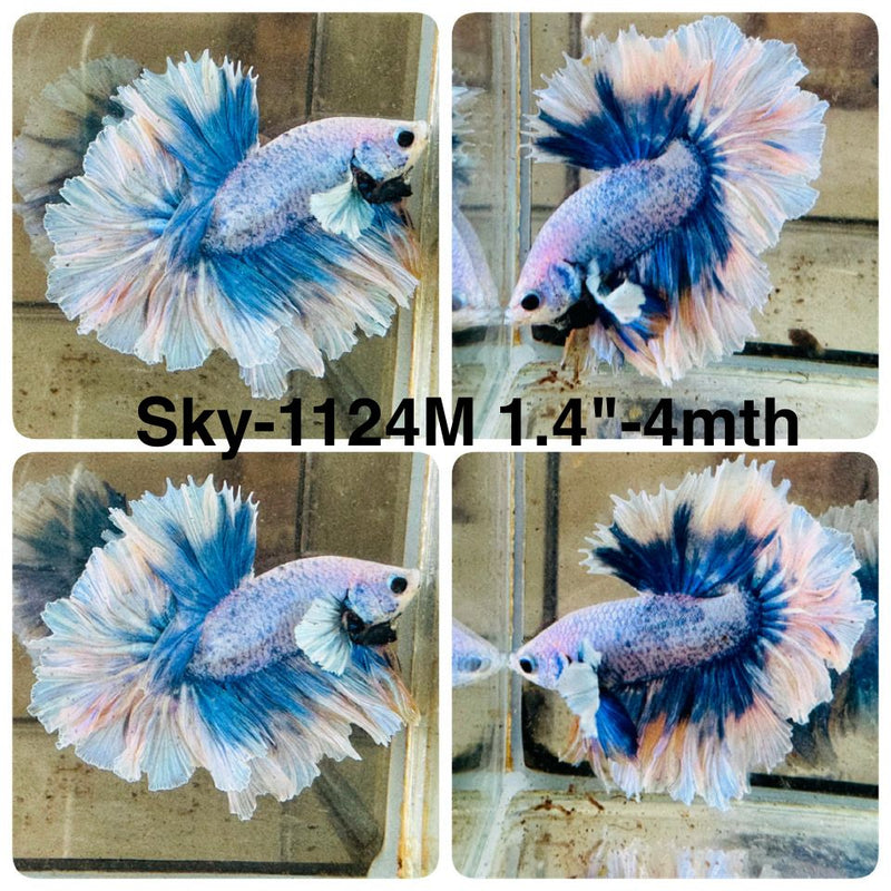 Live Male Betta Fancy Blue Grizzle Halfmoon Rosetail (Sky-1124) High quality What you see What you get!!