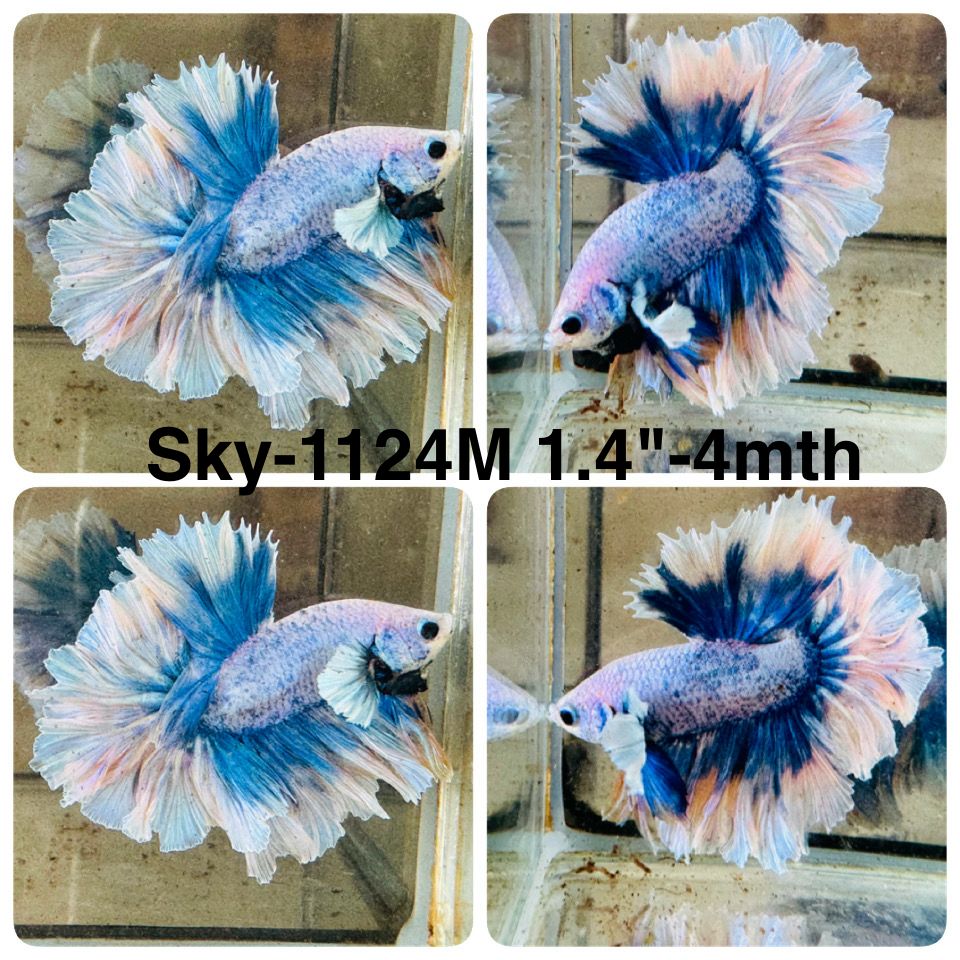 Live Male Betta Fancy Blue Grizzle Halfmoon Rosetail (Sky-1124)S225 High quality What you see What you get!!
