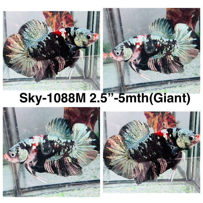 Live Male Betta Copper Galaxy Koi Giants Plakat (Sky-1088) High quality What you see What you get!!