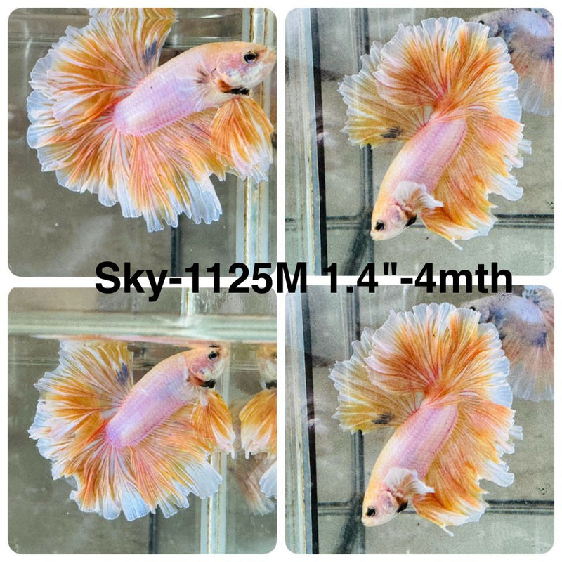 Live Male Betta Fancy Yellow Light Colors Halfmoon Rosetail (Sky-1125) High quality What you see What you get!!