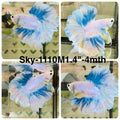 Live Male Betta Fancy Blue Grizzle Halfmoon Rosetail (Sky-1110)S010 High quality what you see what you get!!